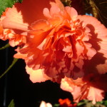 B. ‘Summer Salmon’